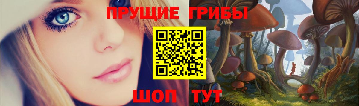 Галлюциногенные грибы Psilocybe Новороссийск